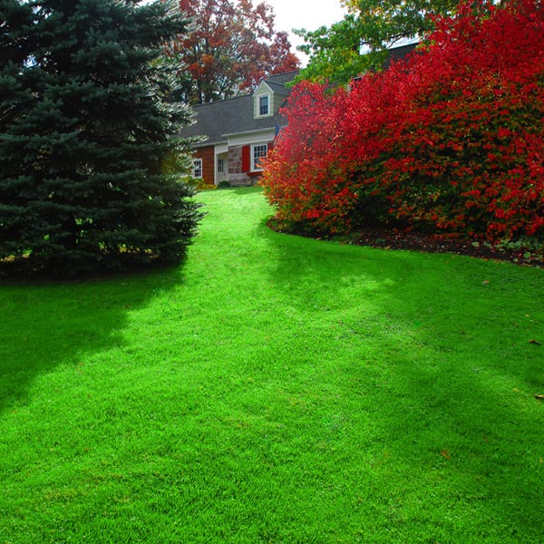 Bright Green Indiana Grass