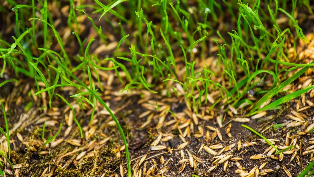 Seeding and custom sprinkler installation