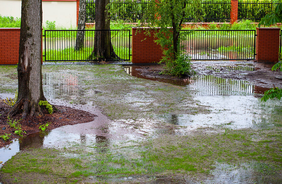 Waterlogged Garden