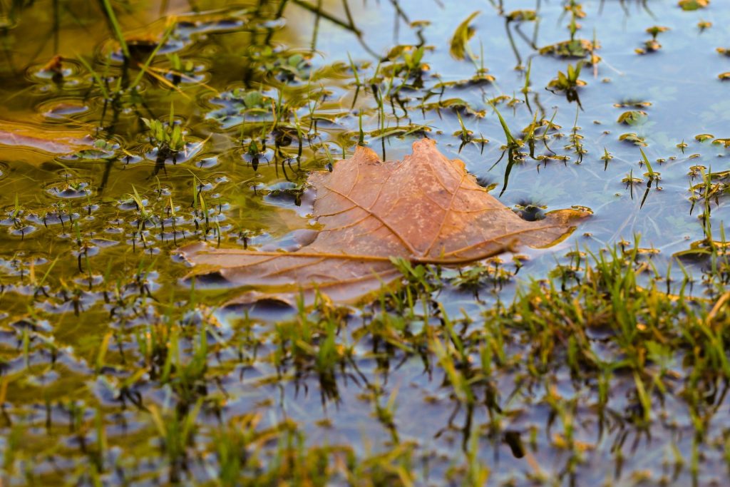 soggy crown puddles land damage yard needs for the fall