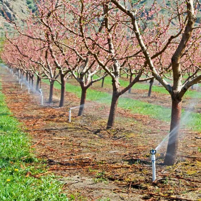 tree efficiency and artificial rain LLC yard needs for the fall